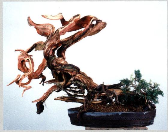 图解 真柏盆景怎么重新制作成型的11个步骤