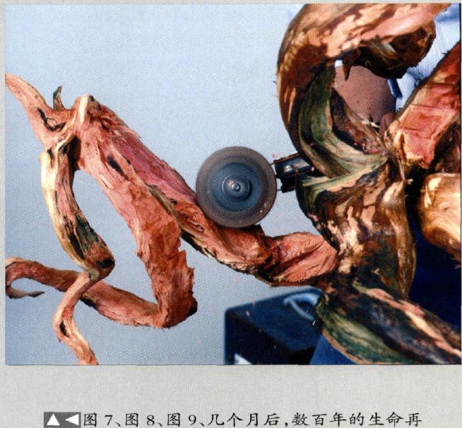 图解 真柏盆景怎么重新制作成型的11个步骤
