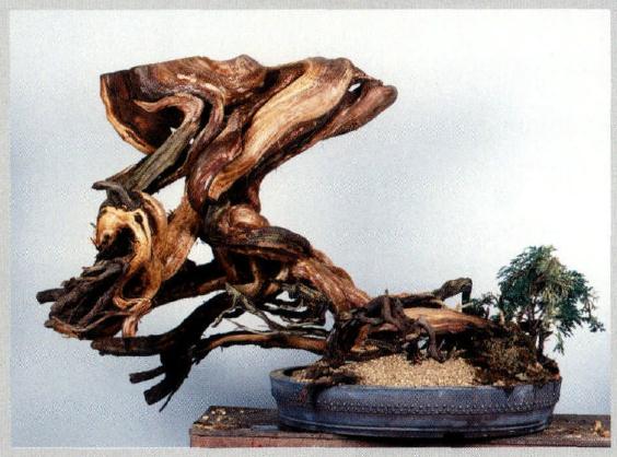 图解 真柏盆景怎么重新制作成型的11个步骤