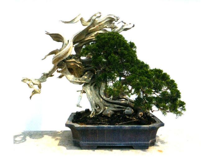 图解 真柏盆景怎么重新制作成型的11个步骤