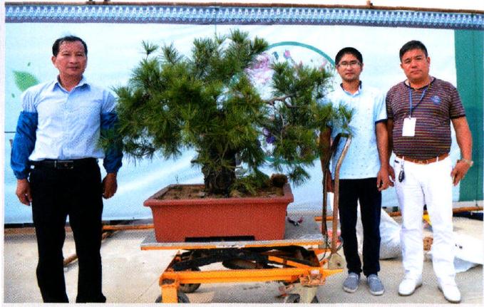 图解 赤松原桩盆景怎么制作的过程