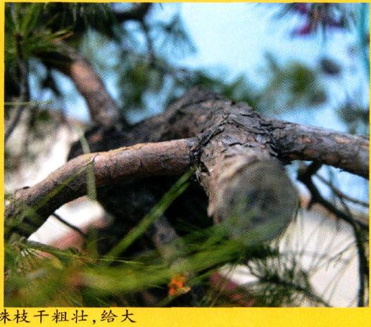 图解 赤松原桩盆景怎么制作的过程