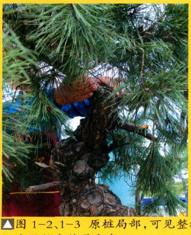 图解 赤松原桩盆景怎么制作的过程