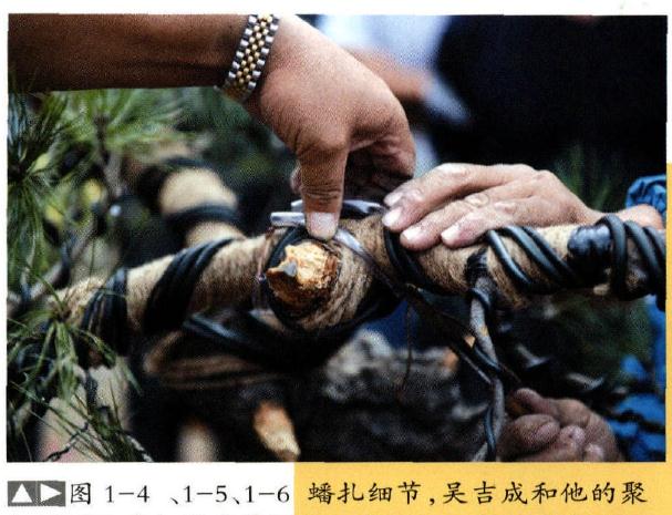 图解 赤松原桩盆景怎么制作的过程