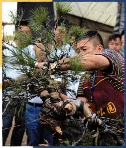 图解 赤松原桩盆景怎么制作的过程