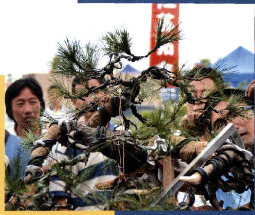 图解 赤松原桩盆景怎么制作的过程