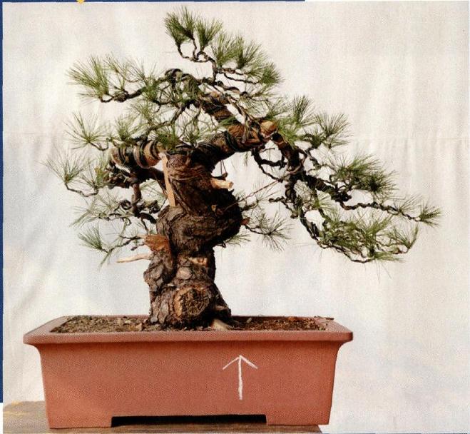图解 赤松原桩盆景怎么制作的过程
