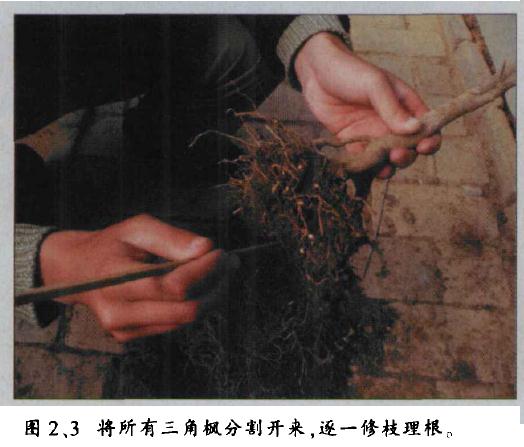 图解 水旱盆景怎么水畔式布局的方法