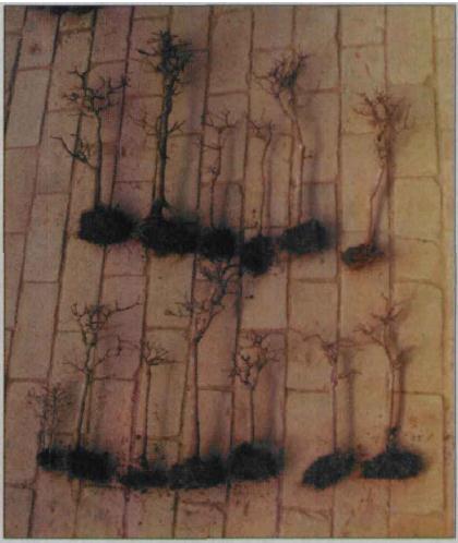 图解 水旱盆景怎么水畔式布局的方法