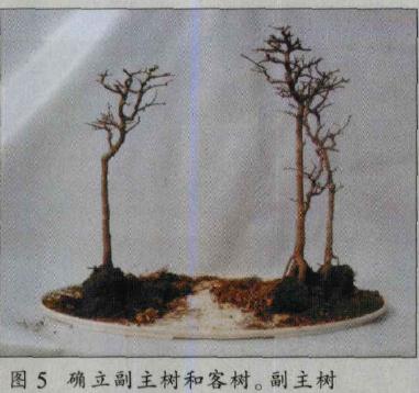 图解 水旱盆景怎么水畔式布局的方法