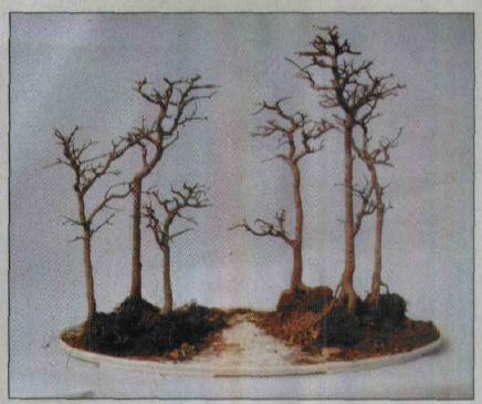 图解 水旱盆景怎么水畔式布局的方法