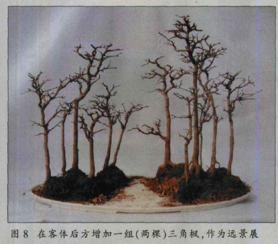 图解 水旱盆景怎么水畔式布局的方法