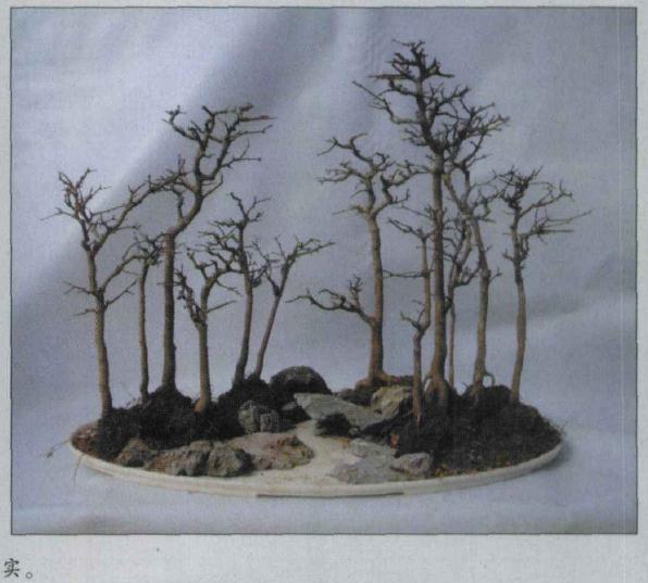 图解 水旱盆景怎么水畔式布局的方法