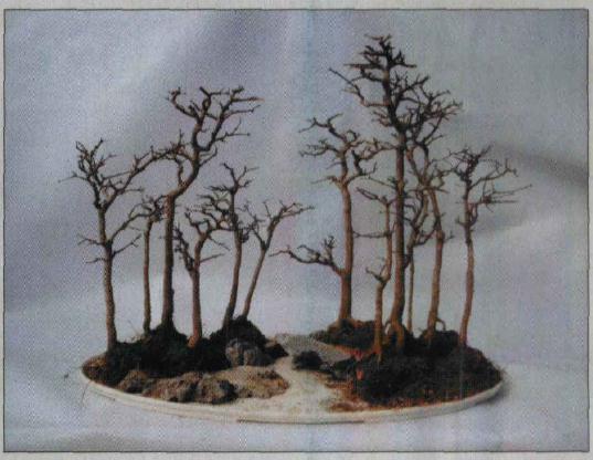 图解 水旱盆景怎么水畔式布局的方法