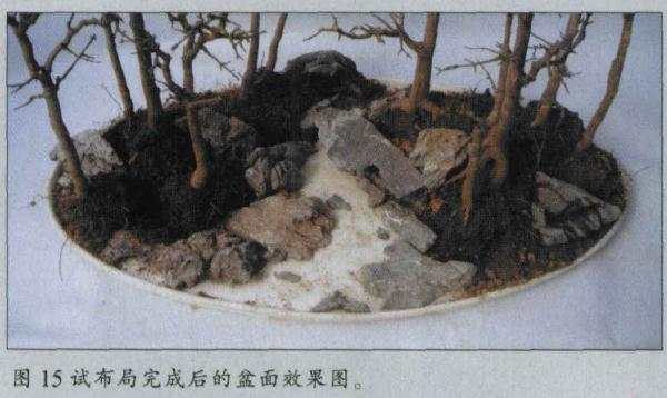 图解 水旱盆景怎么水畔式布局的方法