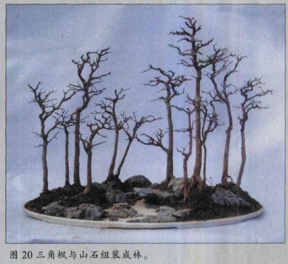 图解 水旱盆景怎么水畔式布局的方法