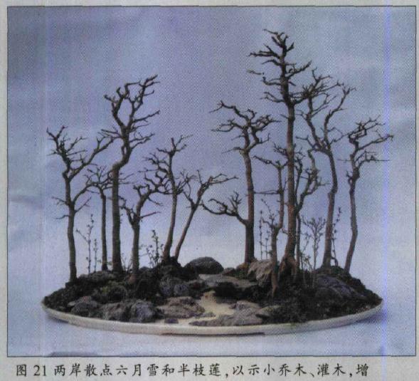 图解 水旱盆景怎么水畔式布局的方法