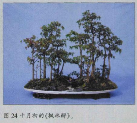 十月初的《枫林醉》