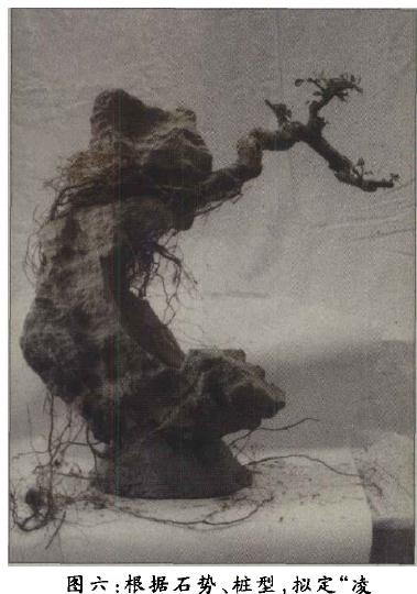 图解 附石盆景《凌空飞渡》怎么创作的过程