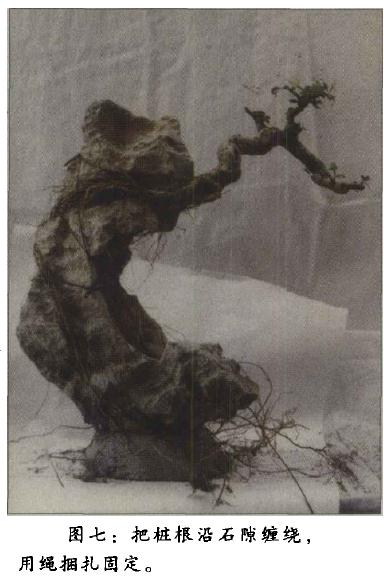 图解 附石盆景《凌空飞渡》怎么创作的过程