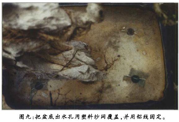 图解 附石盆景《凌空飞渡》怎么创作的过程