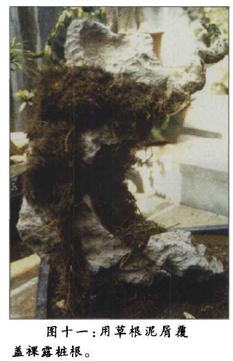 图解 附石盆景《凌空飞渡》怎么创作的过程