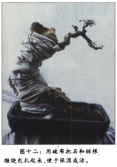 图解 附石盆景《凌空飞渡》怎么创作的过程