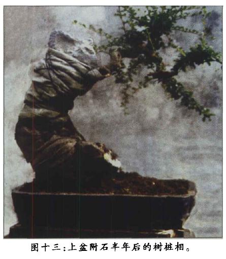 图解 附石盆景《凌空飞渡》怎么创作的过程