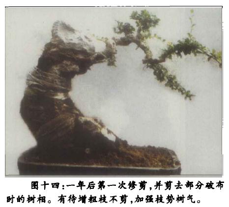 图解 附石盆景《凌空飞渡》怎么创作的过程