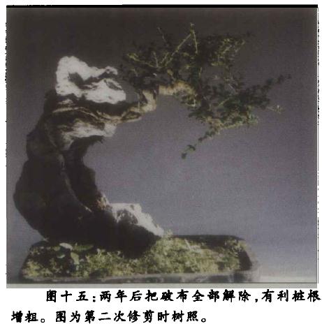 图解 附石盆景《凌空飞渡》怎么创作的过程