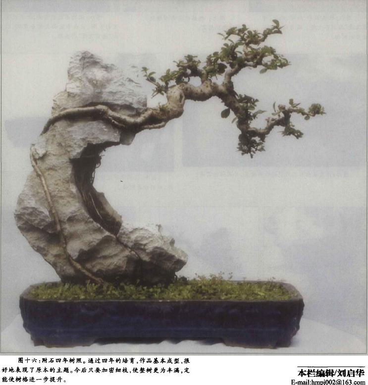 图解 附石盆景《凌空飞渡》怎么创作的过程