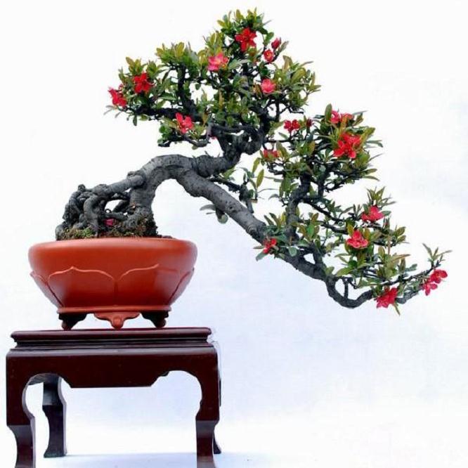 木瓜海棠盆景怎么浇水施肥