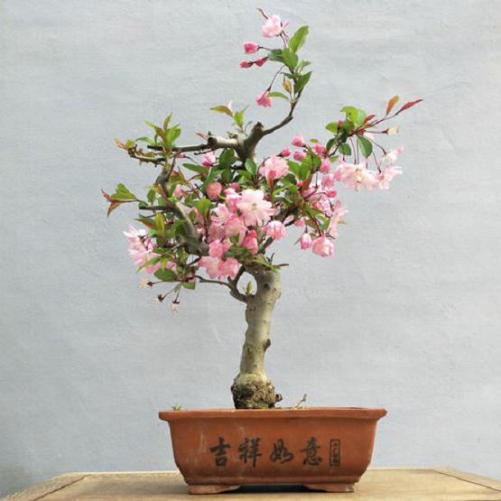 海棠花盆景怎么修剪和盆土更换