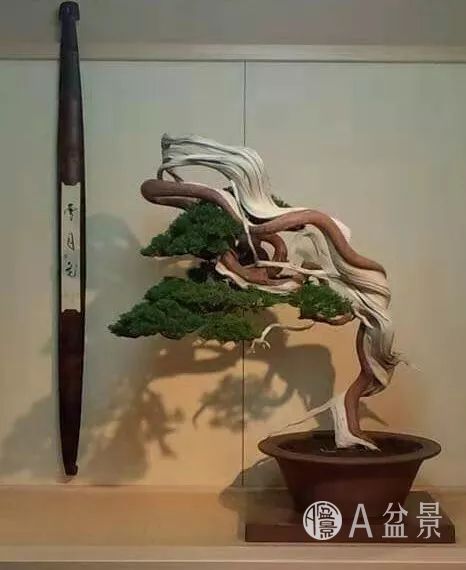 谈一点关于日本人的真柏盆景观