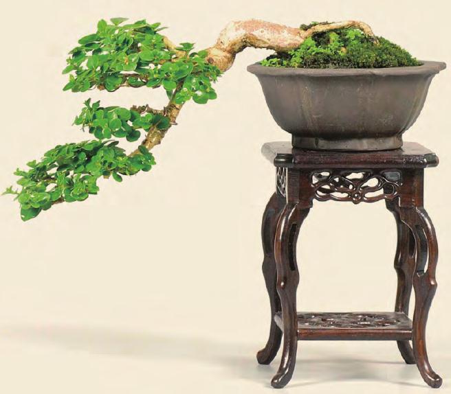 中国盆景艺术家协会成立专业委员会之我见