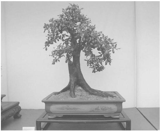 老鸦柿盆景怎么播种繁殖和株枝条扦插