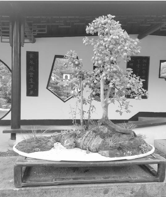 老鸦柿盆景采挖老桩和上盆管理的方法