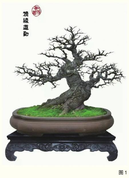 为什么吴成发痴迷于盆景艺术的创作