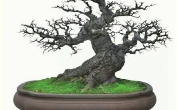 为什么吴成发痴迷于盆景艺术的创作