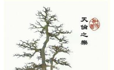 盆景作品《天伦之乐》图片欣赏