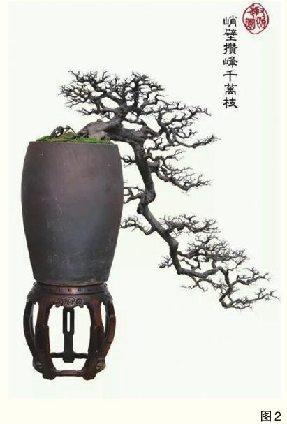 盆景作品《傲骨凌风》 图片欣赏