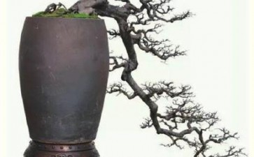 盆景作品《傲骨凌风》 图片欣赏