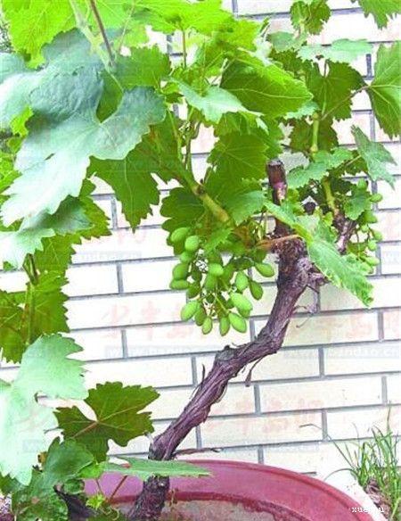 金手指葡萄盆景常见病害有哪些