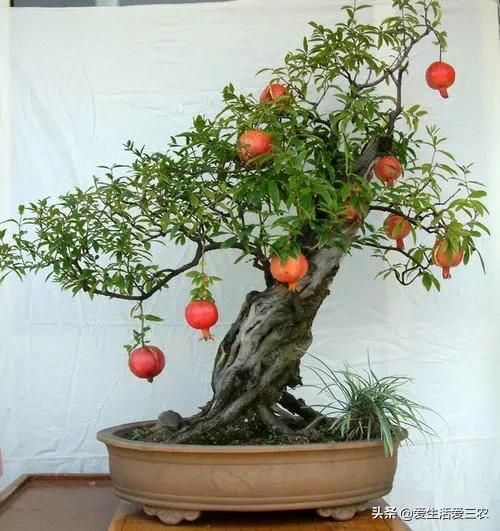 果树盆景日常管理的环境要求
