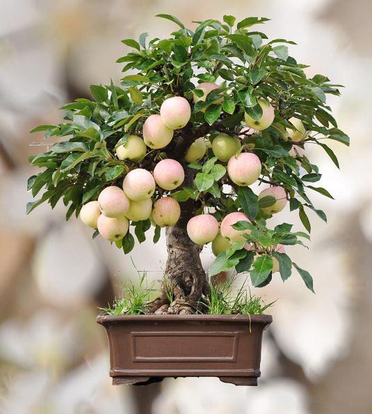 果树盆景怎么修剪与控制树形的方法