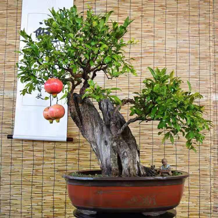 果树盆景怎么倒盆换土的方法