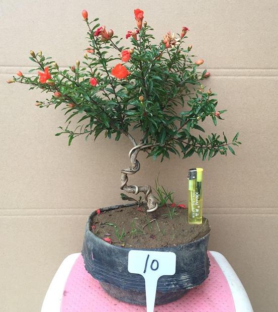 果树盆景怎么授粉疏果