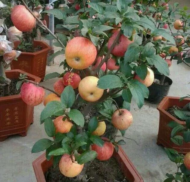 春季苹果盆景怎么套袋
