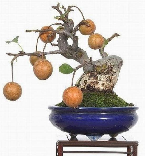 夏季果树盆景怎么浇水施肥