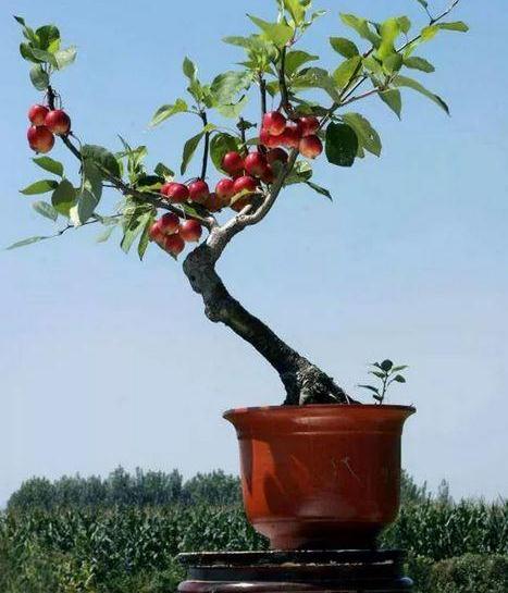 果实盆景怎么秋季和冬季管理的方法